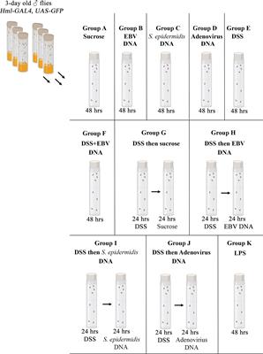 Drosophila melanogaster as a Model System to Assess the Effect of Epstein-Barr Virus DNA on Inflammatory Gut Diseases